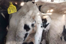 Kapıkule’de iki tır dolusu 69 gebe düve mavi dil hastalığı iddiasıyla imha edildi