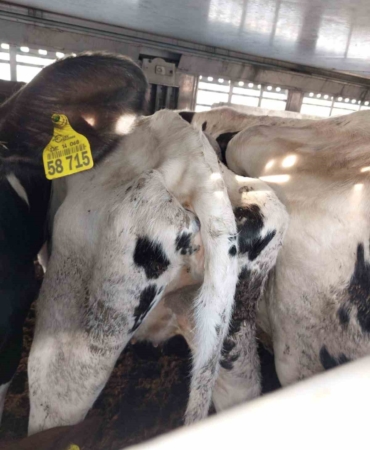 Kapıkule’de iki tır dolusu 69 gebe düve mavi dil hastalığı iddiasıyla imha edildi