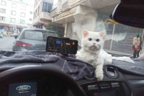 Kapısı 10 saniye açık unutulan binadaki kedinin çalındığı anlar kamerada