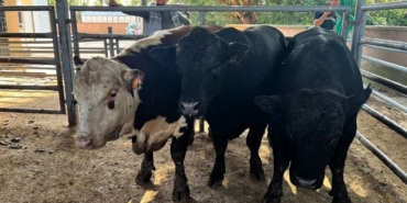 Kırklareli’nde 11 kaçak büyükbaş hayvan yakalandı