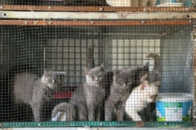 Kırklareli’nde kaçak hayvan operasyonu: 1 milyon 241 bin 973 lira ceza