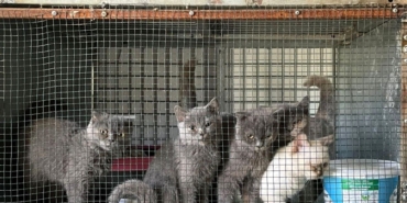 Kırklareli’nde kaçak hayvan operasyonu: 1 milyon 241 bin 973 lira ceza