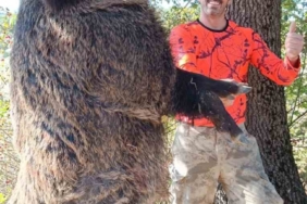 Köylünün kabusu dev domuzlar avcılar tarafından vuruldu