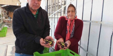 Kuraklık zeytini de vurdu