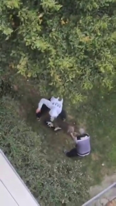 Maltepe’de pitbull saldırdığı kediyi parçaladı