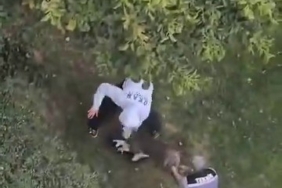 Maltepe’de pitbull saldırdığı kediyi parçaladı