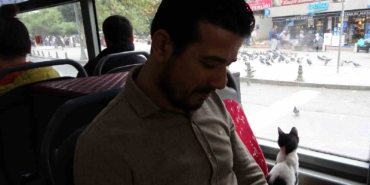 Otobüse binen sevimli kedi camdan güvercinleri izledi, gülümseten anlar kameraya yansıdı