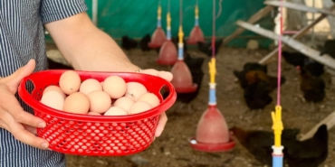 Sağlıklı yumurtalar sofraları süsleyecek