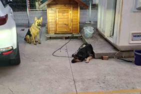 Sancaktepe’de lise öğrencisi köpek saldırısından son anda kurtuldu