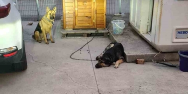 Sancaktepe’de lise öğrencisi köpek saldırısından son anda kurtuldu