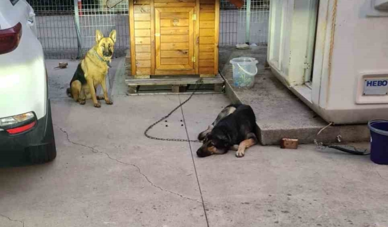 Sancaktepe’de lise öğrencisi köpek saldırısından son anda kurtuldu