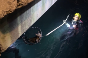 Sarıyer’de denize düşen kediyi kurtarma operasyonu