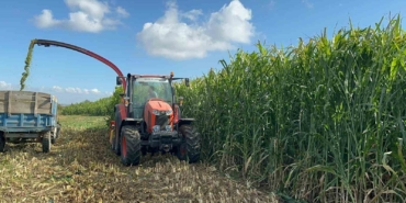 Silajlık Sorgum Hasadı etkinliği düzenlendi