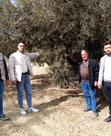 Susuzluk zeytin ağaçlarını da etkiledi