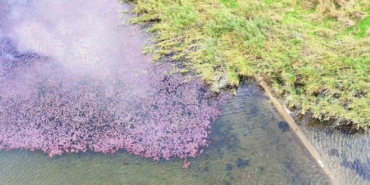 Terkos Gölü’nde mest eden manzara: Çiçekler gölün yarısını pembeye boyadı