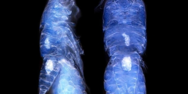 Türk bilim insanları Antarktika’da canlı türü keşfetti