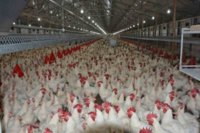 Türkiye’de kişi başına yılda 150 yumurta düşüyor