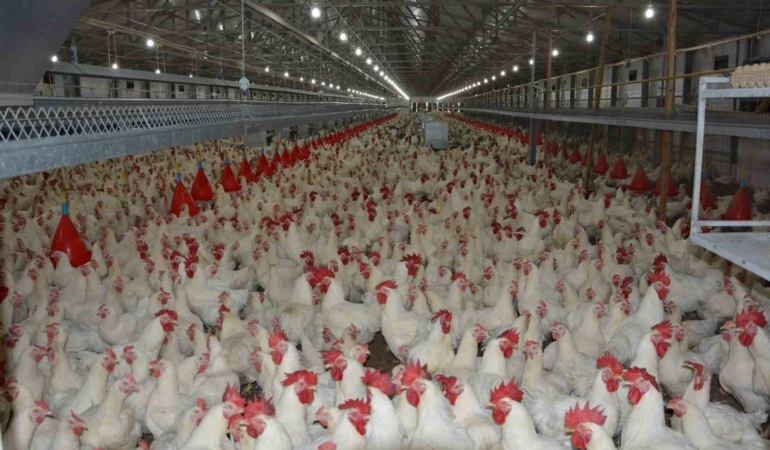Türkiye’de kişi başına yılda 150 yumurta düşüyor