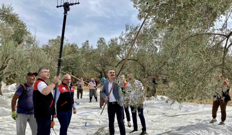 Vatandaş ile birlikte zeytin hasadı yaptılar