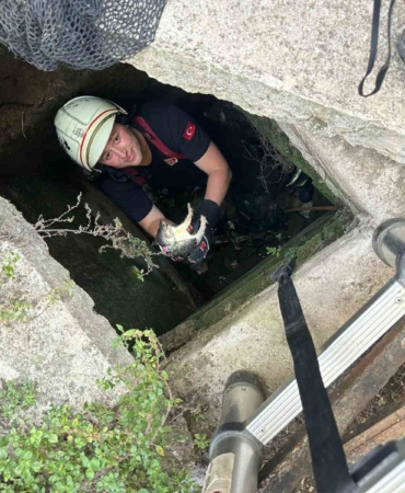 Yalova’da itfaiyeden kirpi ve kedi kurtarma operasyonları