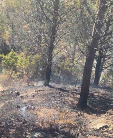 Zeytinlik alanda çıkan yangına havadan ve karadan müdahale edildi