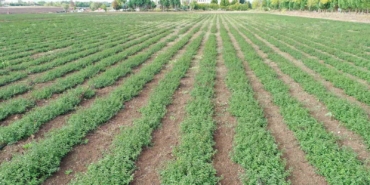 5 milyon fide toprakla buluşturuldu