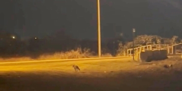 Aç kalan tilki ilçe merkezine indi