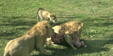 Aslanların nefes kesen beslenme testi