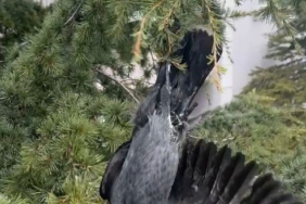 Ayağına ip dolanan karga ağaçta mahsur kaldı