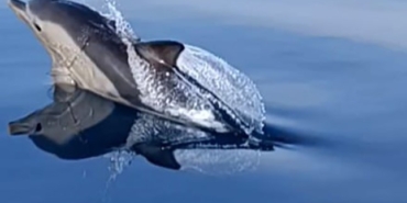 Ayvalık’ta 10 yunus tekneyle yarıştı