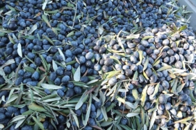 Balıkesir’de kuraklıktan büyüyemeyen zeytin yüz güldürmedi