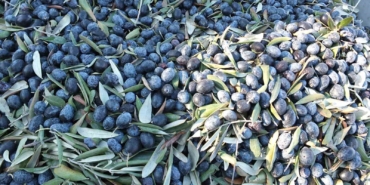 Balıkesir’de kuraklıktan büyüyemeyen zeytin yüz güldürmedi