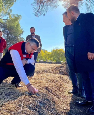 Balıkesir’de Safran ve Salep Üretimi Denemeleri Başladı