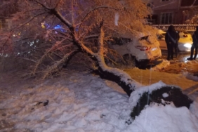 Bilecik’te ağaç otomobilin üstüne devrildi