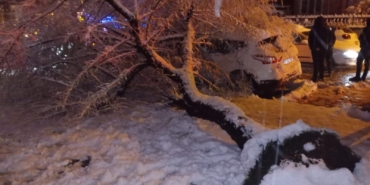 Bilecik’te ağaç otomobilin üstüne devrildi