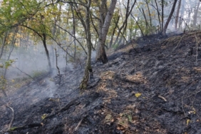 Bilecik’te orman yangını kontrol altına alındı