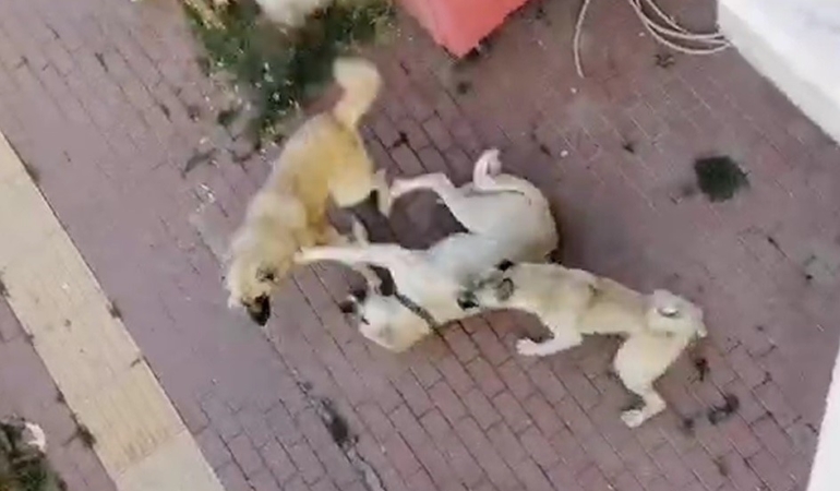Bilecik’te vatandaşlar sahipsiz köpek korkusundan sokağa çıkamıyor