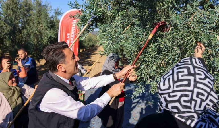 Bilecik’te zeytin hasadı mesaisi başladı