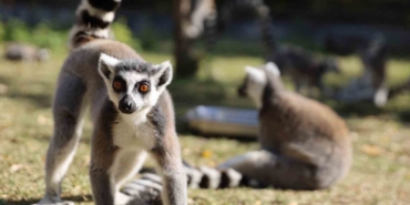 Bursa Hayvanat Bahçesi 26 yaşında