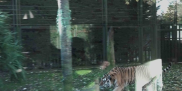 Bursa Hayvanat Bahçesi’nde kaplanın bir sıçrayışta eti kapması nefes kesti