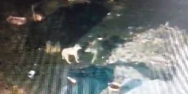 Çalındı zannedilen köpek, kurtlar tarafından parçalandı: O anlar kamerada