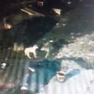 Çalındı zannedilen köpek, kurtlar tarafından parçalandı: O anlar kamerada