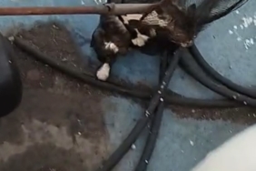 Denize düşen kedi, balıkçı kepçesiyle kurtarıldı