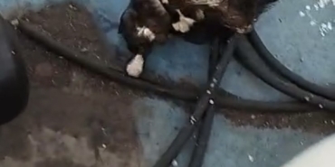 Denize düşen kedi, balıkçı kepçesiyle kurtarıldı