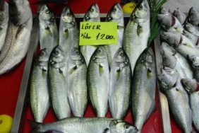 Denizlerin prensi ’lüfer’ 1200 liradan tezgahta
