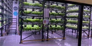 Dikey tarım: Sürdürülebilir tarımda yeni adım