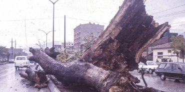 Dua Çınarı üniversitede sergileniyor