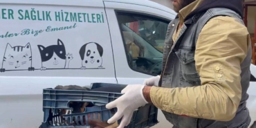 Duyarsız sürücünün çarptığı köpeğe zabıta ekipleri sahip çıktı