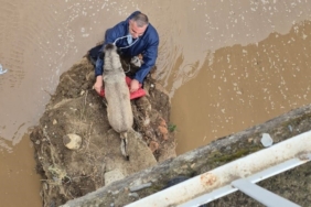 Edremit Çayı’nda mahsur kalan köpeği itfaiyeci suya girerek kurtardı