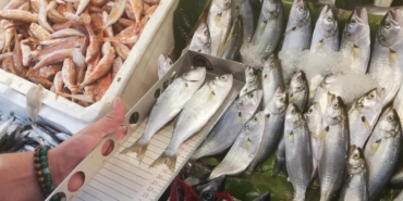 Edremit’te balık tezgahlarında denetim